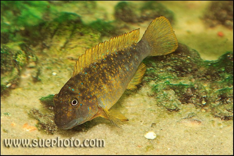 Eretmodus cyanostictus 'Kapampa' (Golden Kushangaza)